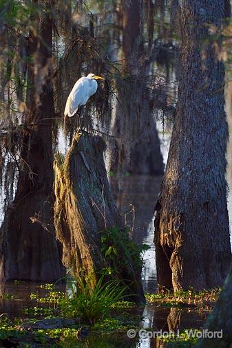 Egret On A High Perch_45524.jpg - Great Egret (Ardea alba)Photographed at Lake Martin near Breaux Bridge, Louisiana, USA.